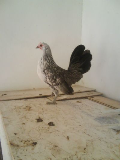 my own breed of dutch from silver cock 